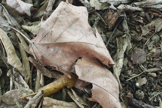 UTHUNGA KWESO / CONVEYING EYE - Zabalaza Festival 2026